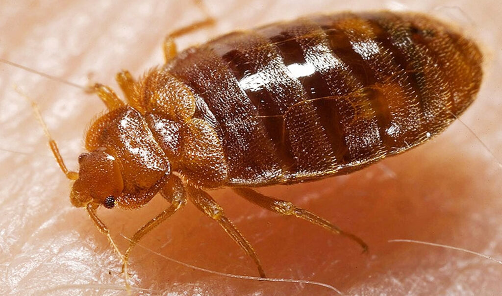 how bed bugs look like