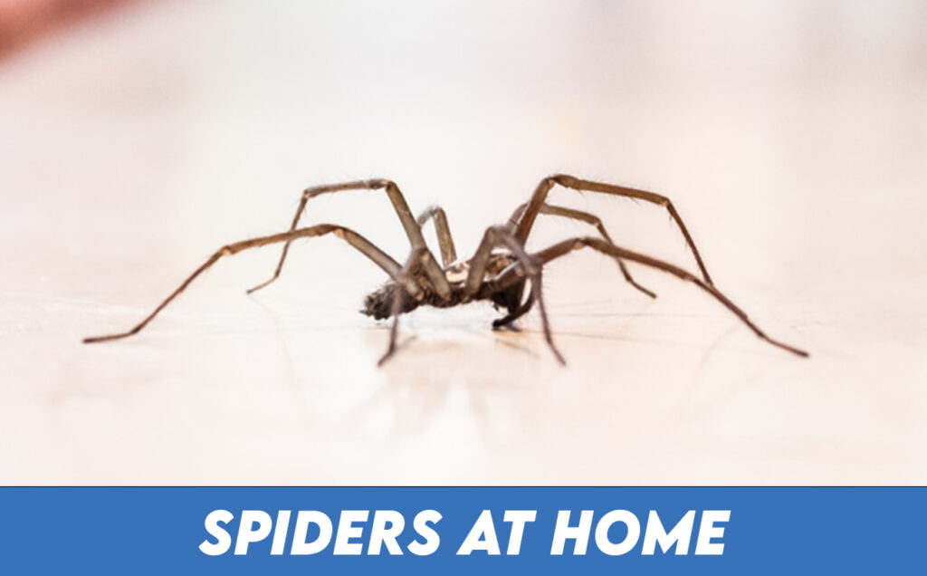 Getting rid of Spiders at Home