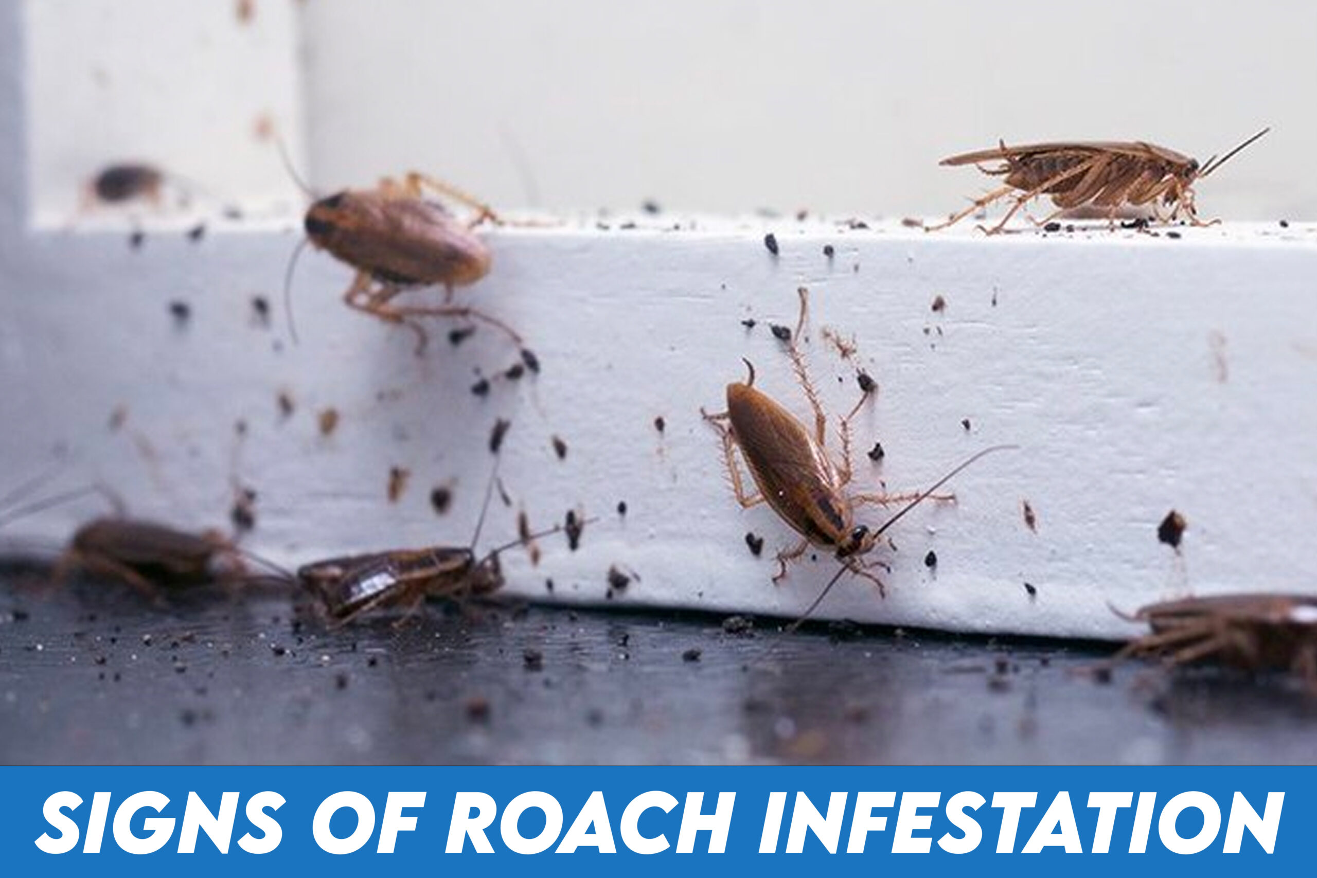 Signs of Roach Infestation