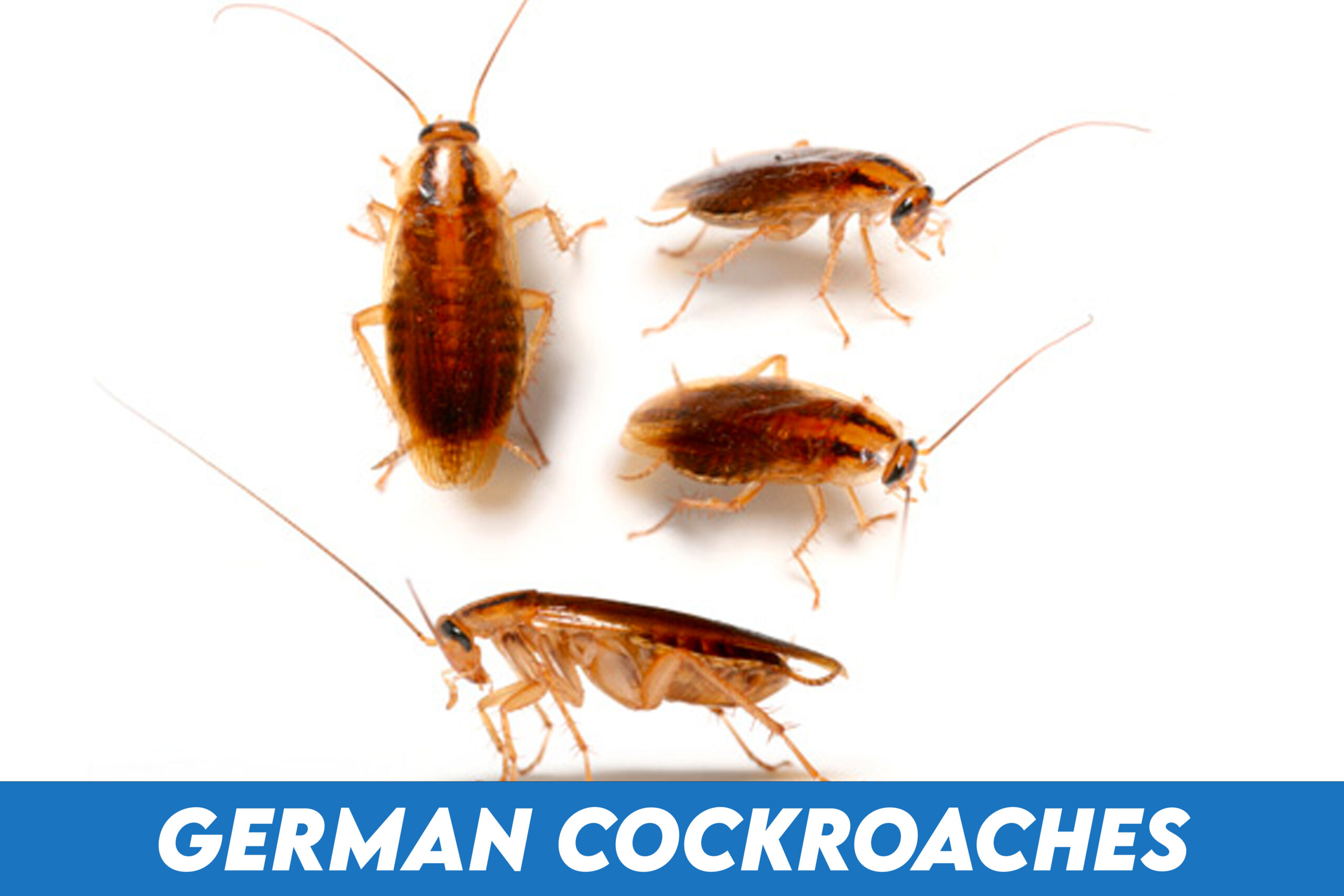 How to get rid of cockroaches UK