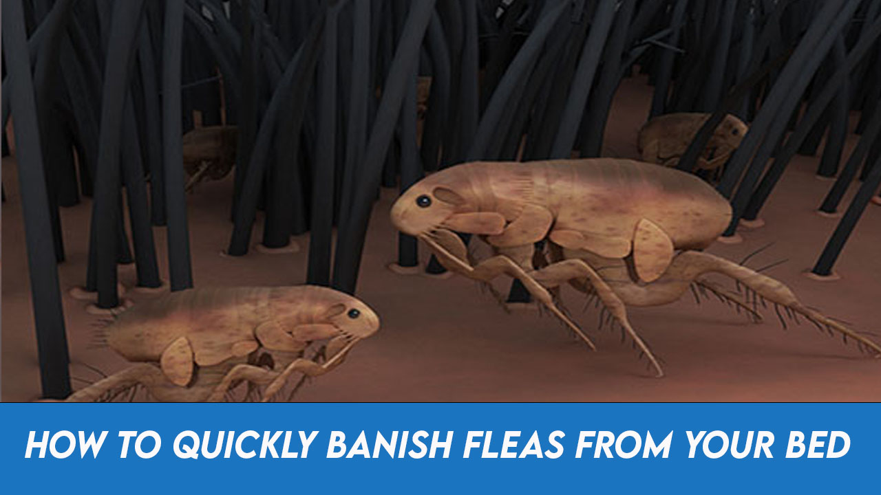 How to Quickly Banish Fleas from Your Bed