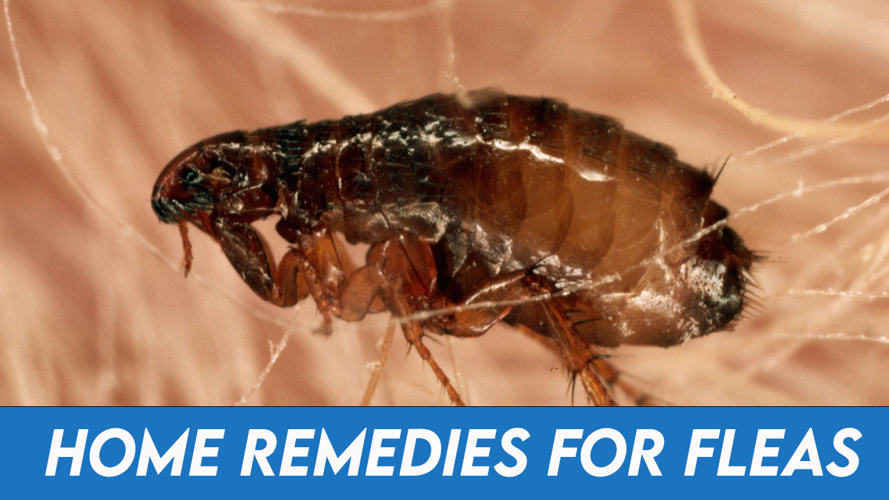 home remedies for fleas on dogs without bathing