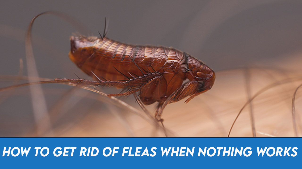 How to Get Rid of Fleas When Nothing Works